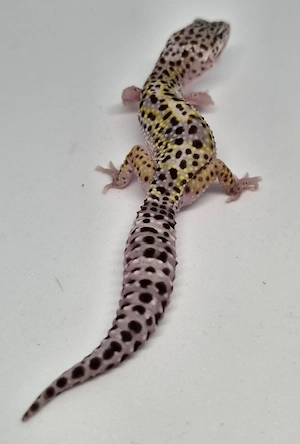 MS Lavender Eclipse het.Tremper Pos Ghost Leopardgecko 
