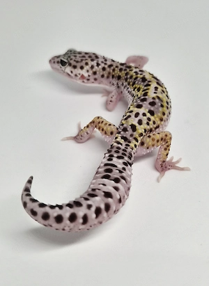 MS Lavender Eclipse het.Tremper Pos Ghost Leopardgecko 