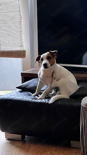 Deckrüde Jack Russell Terrier 