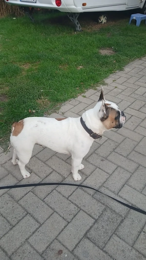 Französische Bulldogge 