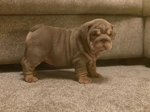  **2 wunderschöne English-Bulldog-Welpen verfügbar!**   