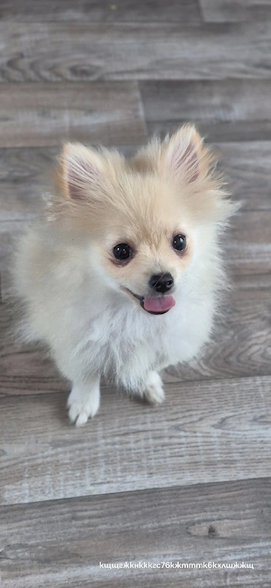 Pomeranian hund