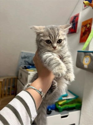 BKH Kater 