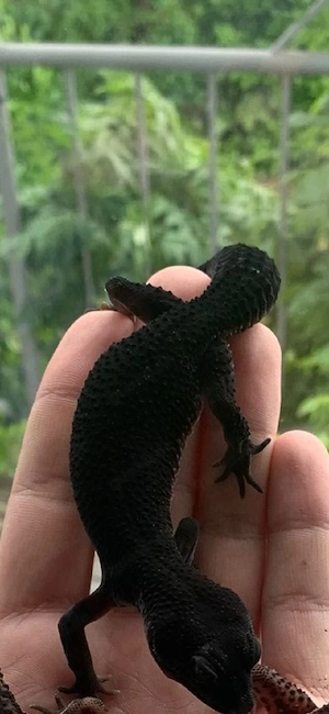Leopardgecko Weibchen Black night