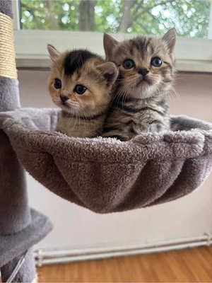 Britisch kurzhaar kitten