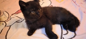 bkh kitten 