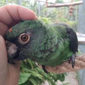 Papagei zahm Grüner Kongopapagei 1,0 Bild 2