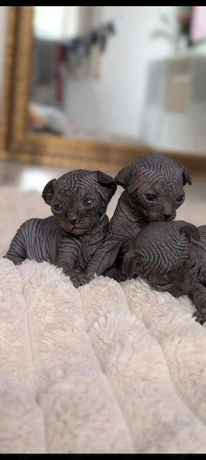 Sphynx Kätzchen suchen ihr Zuhause 