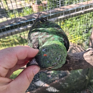 Papagei zahm Grüner Kongopapagei 1,0 Bild 8