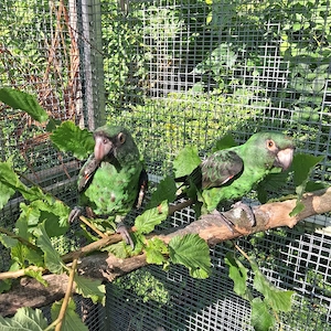 Papagei zahm Grüner Kongopapagei 1,0 Bild 10