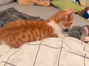 kater zu verkaufen