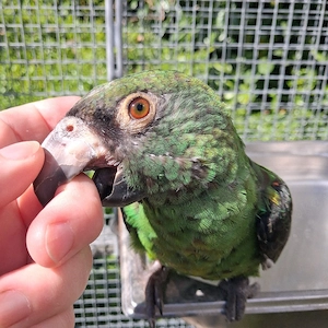 Papagei zahm Grüner Kongopapagei 1,0 Bild 9
