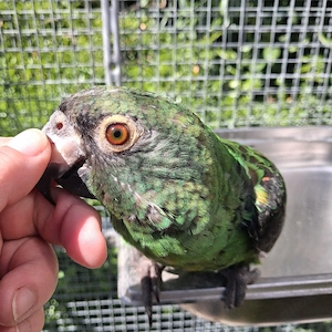Papagei zahm Grüner Kongopapagei 1,0 Bild 1