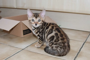Menschenbezogenes Bengal Mädchen Angelgarden Bia aus liebevoller Hobbyzucht