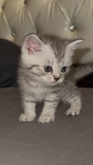 British Kurzhaar Silver Tabby Junge sucht noch ein Liebevolles Zuhause ab   - Entwurmt!