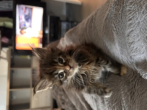 Maine Coon Kitten 