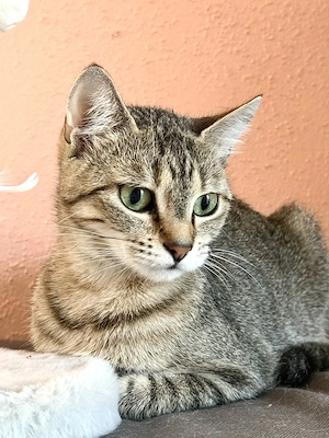 Hauskatze weiblich in Tabby 