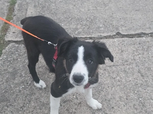 Showlinie - Border Collie Welpe Hündin mit Stammbaum 