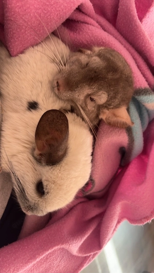 chinchilla 
