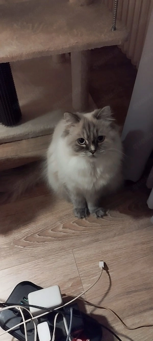 Perser Katze Weiblich 