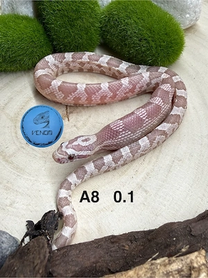 Coral Snow