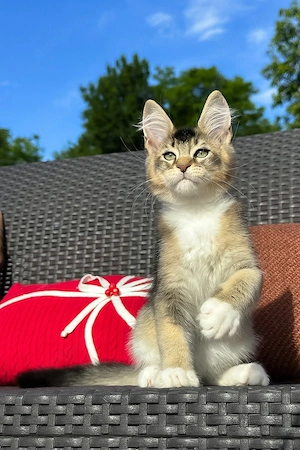    4 Monate alter Maine-Coon-Kater sucht sein Zuhause für immer.    Süß, verspielt und voller Liebe!