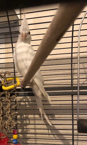 nymphensittiche
