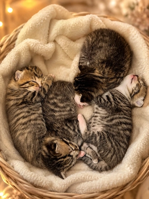 BKH kitten mix zu vermitteln 3 Babys 