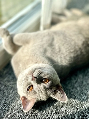 Lilac BKH Britisch Kurzhaar Kitten Mädchen Kätzchen