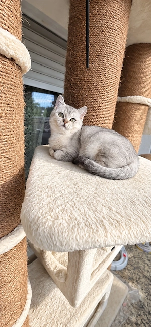Noch 2 Reinrassige Britisch Kurzhaar (BKH) Kitten Tabby Geimpft und mit Gesundheitszeugnis Bild 4