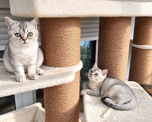Noch 2 Reinrassige Britisch Kurzhaar (BKH) Kitten Tabby Geimpft und mit Gesundheitszeugnis Bild 6