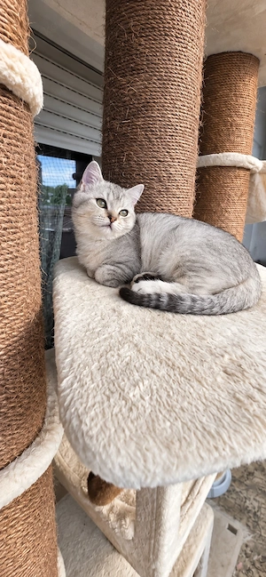 Noch 2 Reinrassige Britisch Kurzhaar (BKH) Kitten Tabby Geimpft und mit Gesundheitszeugnis Bild 7