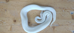 Königspython   Python   m w