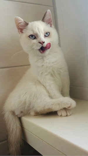 BKH Kitten cinnamon white point , creme point 