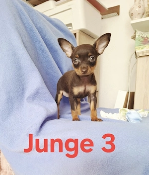 Mini Russkiy toy Reinrassige Welpen 