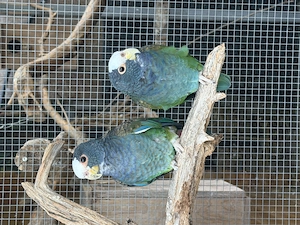 Weißkopf Papagei Pärchen 