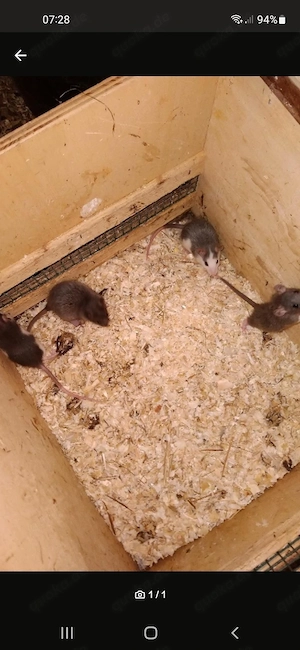 Fabratten abzugeben