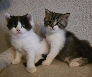 Maine Coon Kitten 