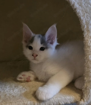 Maine Coon Kitten 