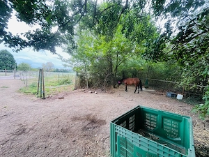 Offenstall Paddocktrail Pferd Pony Shettys Bild 4