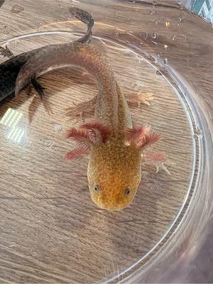 Axolotl Jungtiere 10 Monate alt