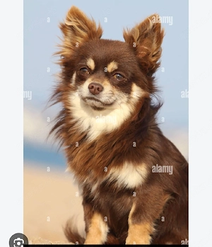 chihuahua langhaar Weibchen 