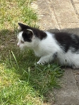 Katze abzugeben