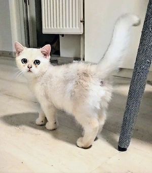    Traumhafte Golden & Silver Shaded Kitten mit blauen Augen   