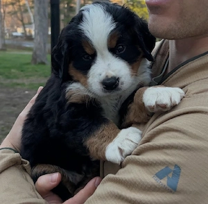 Berner Sennenhund-Welpe (der liebe Deco)