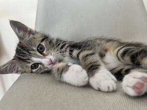Wunderschönes kitten (Weibchen) 