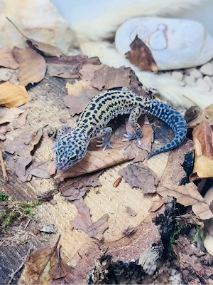 Charmantes Leo Männchen  Bild 8
