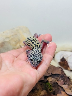 Charmantes Leo Männchen  Bild 5
