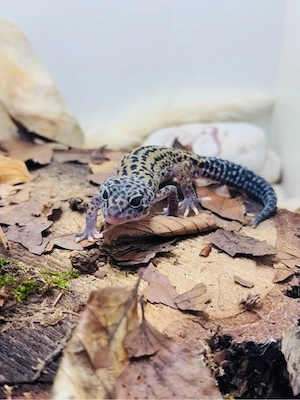 Charmantes Leo Männchen  Bild 7