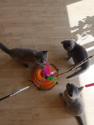 Reinrassige BKH Kitten mit Papieren -Stammbaum Abgabebereit..... Bild 5
